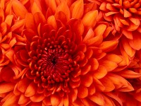 /album/ragazze-it/chrysanthemum-jpg/